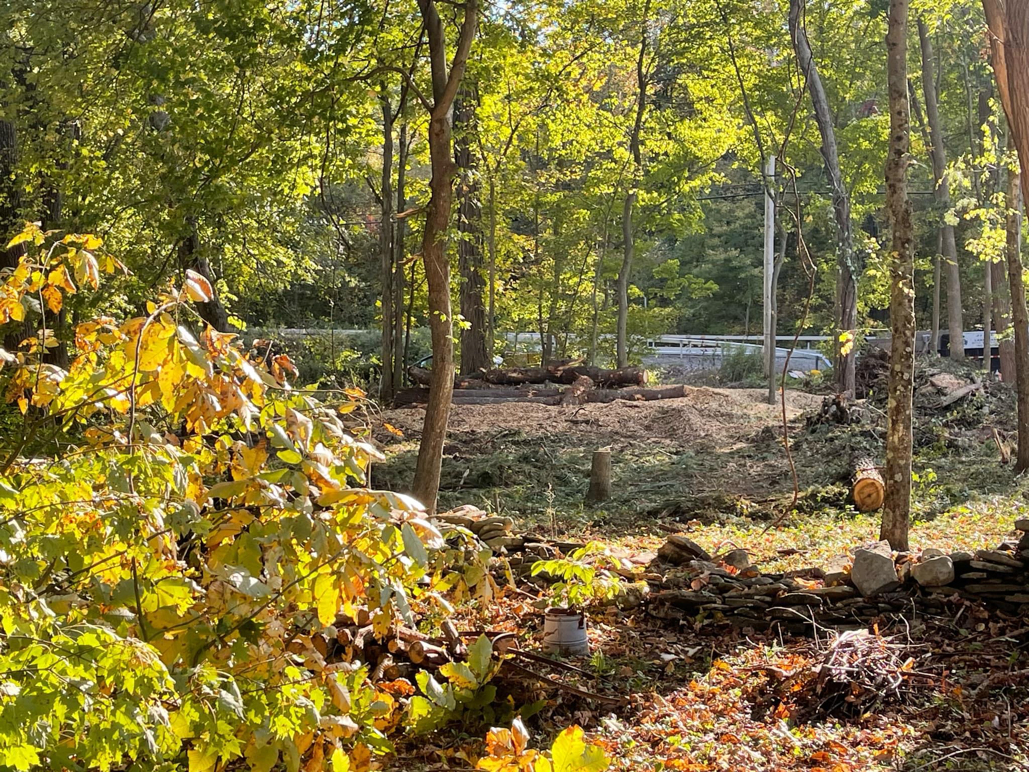 Caring for a Variety of Trees