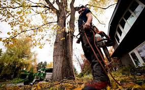 Tree Removal: Why It's Necessary for Your Property